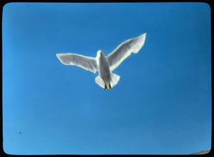 Image: Glaucous Gull in Flight